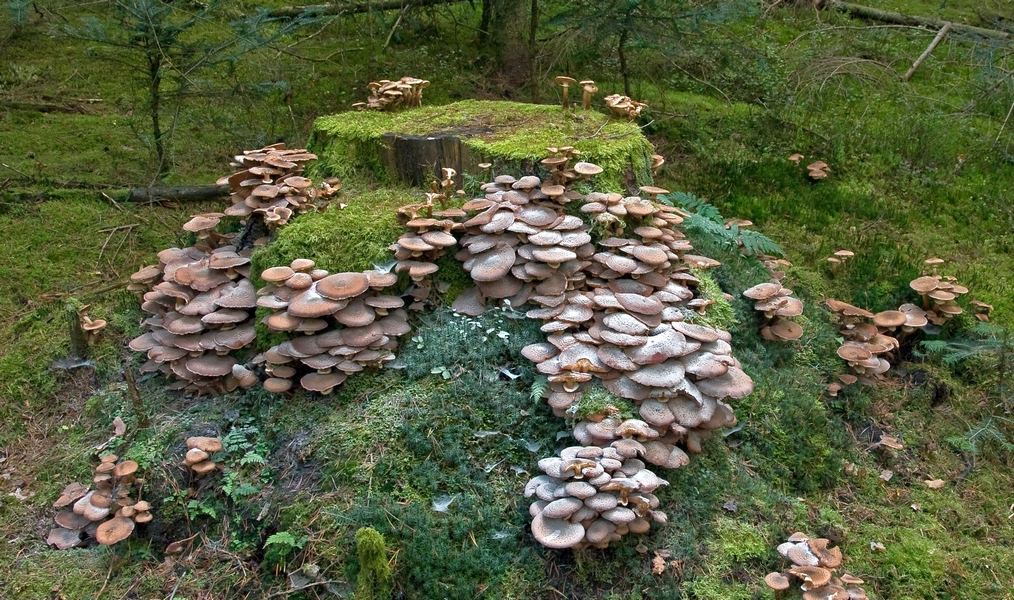 Gelbstieliger Muschelseitling Pilz Gelbstieliger Muschelseitling
