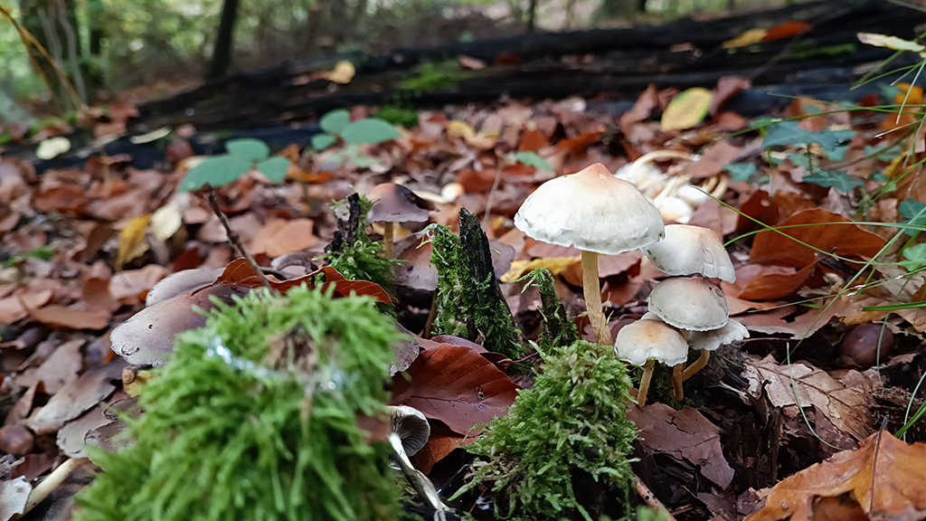 Büschelliger Mürbling Büschelliger Mürbling