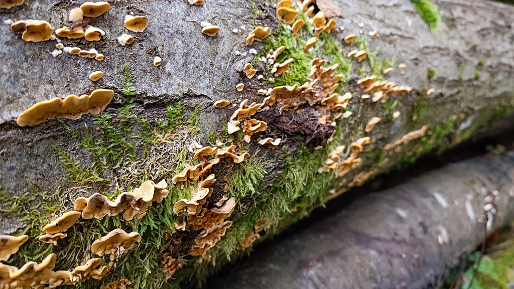 Striegeliger Schichtpilz Striegeliger Schichtpilz